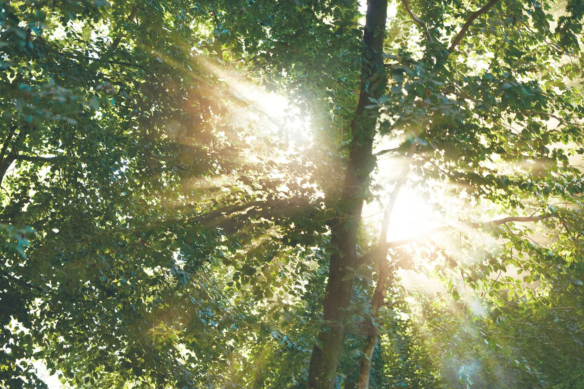 Bildwelt Energie von nebenan – Laubwald